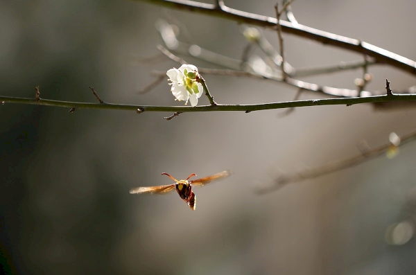 2016.01.09|我、梅、蜂。(我沒瘋,為取此景不怕蜂螫)(My Home.1F 前院)