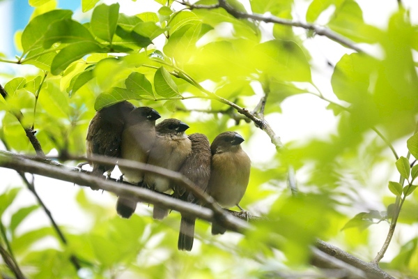 2018.06.19|十姐妹互相取暖,濃情依依。(My Home.2F 窗)