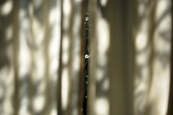 2016.01.09|家梅一線天,獨芳天下。(My Home.1F窗)