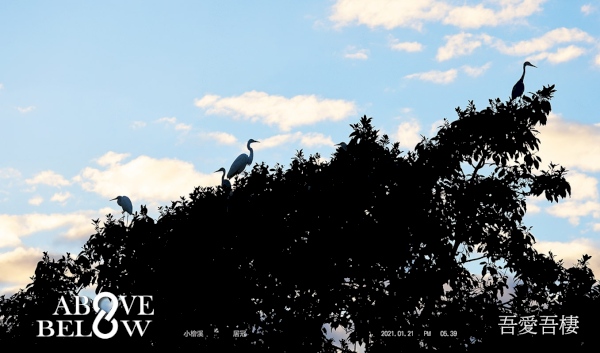 2021.01.21|這張照片,叫「五鷺財神」,五鳥居冠,但你找得到第五隻嗎?