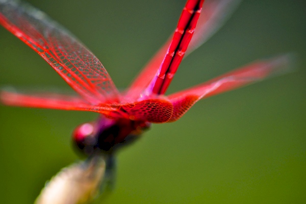 2012.08.22|只有把自己當成蘆葦不動如山,才能在 5CM 之間拍出夏蜓蟬翼。