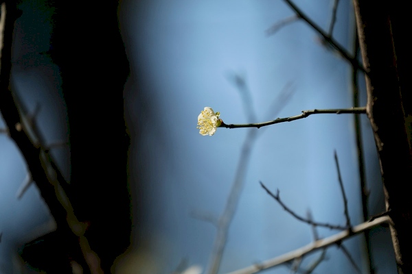 2016.01.09|一剪,沒了。(My Home.1F 前院)