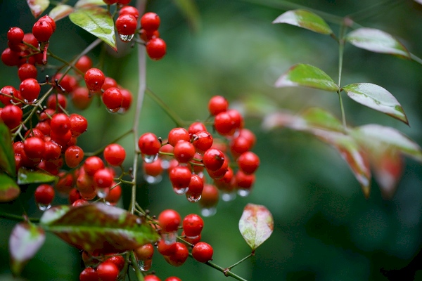2014.11.08|雨中的法雲安縵,業果焰火燒,心難熄平。
