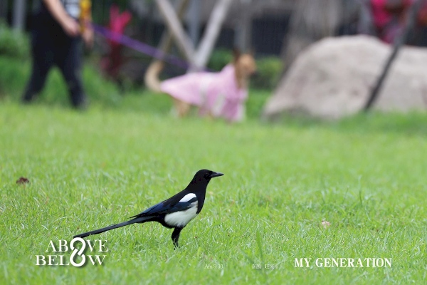 2020.11.08|前面喜雀來迎,後面福來旺旺。